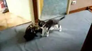 Combat de chat