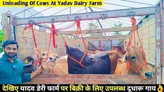 Unloading Of Cows At Yadav Dairy Farm, Lucknow/ देखिए यादव डेरी फार्म पर बिक्री के लिए उपलब्ध गाय👌