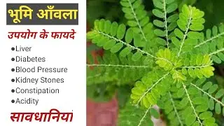 भूमि आँवला के फायदे एवं प्रयोगविधि Benefits of stone breaker (Phyllanthus niruri).