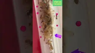 My Lasius Flavus Colony #insects #antcolony #ants #antsnest #insectnest #nature
