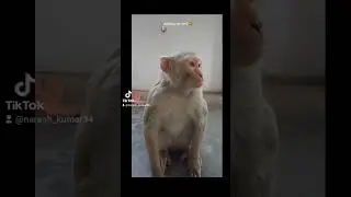 naresh kumar funny 🤣monkiy  #foryou #short #funny sascarb in the channel 🤣🤣🤣🤣🤣