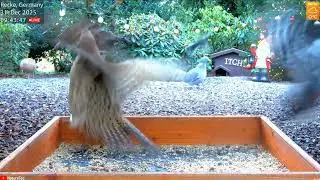 2025 12 31 pecker attacks pheasant