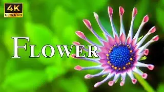 Flowers | 4K Ultra HD | Prism 4K