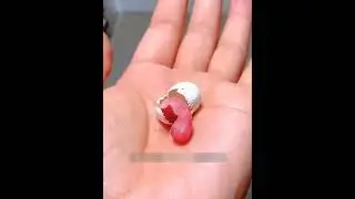 A unique baby bird hatched from an unknown egg short video #shorts
