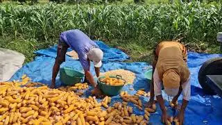 THIS SMART CORN PEELER REMOVES HUSK & KERNELS IN SECONDS FARMERS MUST SEE!-Agriculture Farming