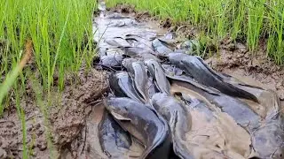 best hand fishing, top fishing videos - catching a lot of fish after rain at field by hand skill