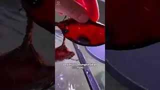 Hatching Shark Eggs 🦈
