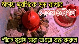 ঠান্ডায় মুরগিকে সুস্থ রাখার গোপন কৌশল | শীতে মুরগি মারা যাওয়া বন্ধ করুন | MashaAllah Agro