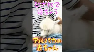 パパのひざ枕で寝ちゃうアルパカの赤ちゃんが可愛すぎる #アルパカ #かわいい動物 #可愛い