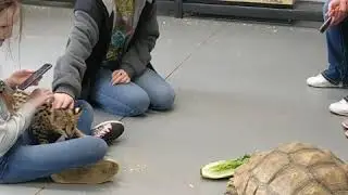Even Keel Exotics Animal Encounters