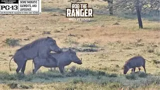 Warthogs Makin' Bacon? | Lalashe Mara Ripoi Safari