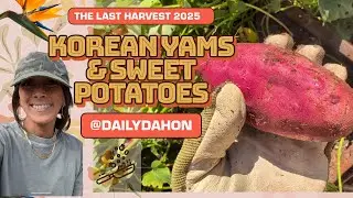Japanese Sweet Potato (satsumaimo) and Korean Yam (goguma) Harvest and curing time!