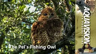 Pel's Fishing Owl Hunting Strategy and Riverine Forest Behaviour 🦅 #stockfootage #wildlife