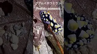 グアム島のウミウシ Guam sea slugs グアムイボウミウシ Phyllidia guamensis #shorts