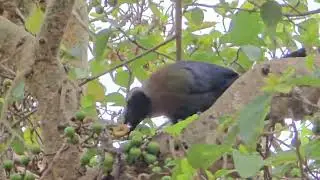 Purple Crested Turaco eating figs
