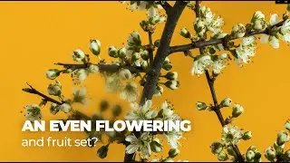 Make your yield bloom, with Phylgreen Mira! 🌺