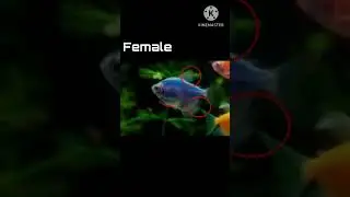 Tetra male female identification