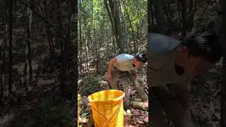 Harvest Bamboo like a Pro #craftsmanship #farming  #vegetables       #villagelife  listen this sound