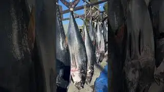 Bluefin tuna fishing catch clean cook San Diego harvest legend fishing sport June 2025