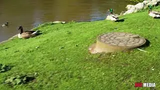 ducks 2 dancing