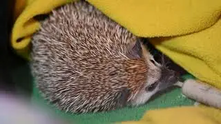 When Your Sick Hedgehog Cooperates.