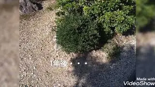 ツゲの木が枯れてきたら・・・