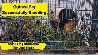 Guinea Pig Breeding Has Been Successful.
