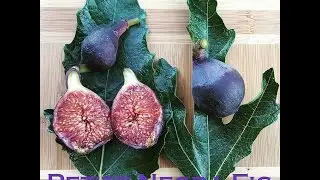 Petite Negra Fig 2016 Tasting the Breba
