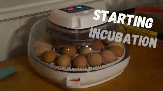 MannaPro Nurture Right/ Incubating eggs.