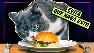 CÓMO EVITAR QUE MI GATO SUBA A LA MESA 😼 LA GATERÍA TV