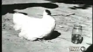 mike the headless chicken