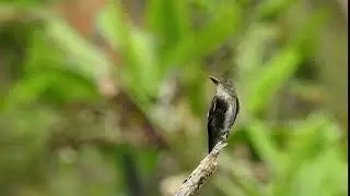 Contopus cooperi, Olive-sided Flycatcher, Pib&iacute; Boreal