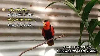 Burung nuri gacor suara lengkung melengking pancingn ampuh untuk semua jenis nuri@nurimenarik4059