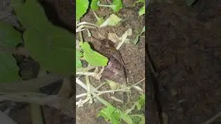Милая улитка 🐌 #инсектициды #насекомые #улитка #природа #дикаяприрода #музыка #любовь