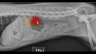 How to read x-ray film for dogs and cats