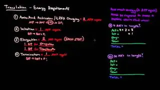 Translation (Part 8 of 8) - Energy Requirement