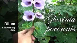 Плорок (Gloxinia perennis)