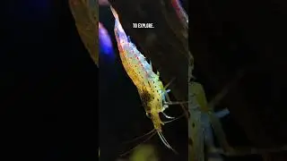 Amano Shrimp 🦐 Ideal Aquarium Setup Tips