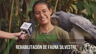 Rehabilitación de fauna silvestre - TvAgro por Juan Gonzalo Angel Restrepo