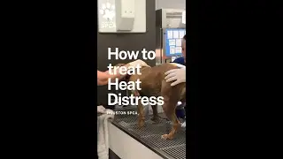 How to help an animal in heat distress #animals #rescue #houston #cats #dogs #animallovers