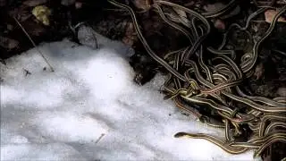 Snakes in Snow!