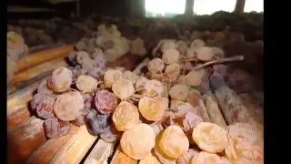 Production of Il Poggione Vin Santo Sant'Antimo DOC Riserva