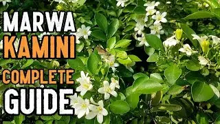 Successfully Transplanted Paniculata Murraya 🌿 | Complete Step-by-Step |