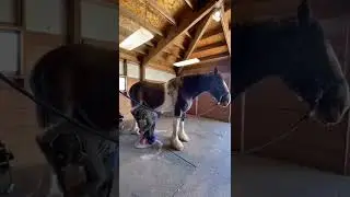 Draft horse day! #horses #farrier #drafthorses      *** I only shoe drafts for friends ***  🤣