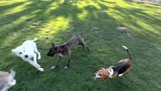 Beagle Harrier vs Whippet 🏎