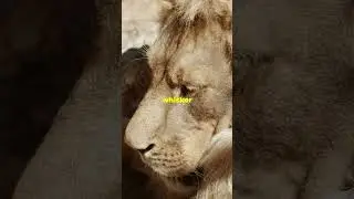 Lions' Whisker Patterns: Nature's Fingerprints! #funfacts #animalfacts