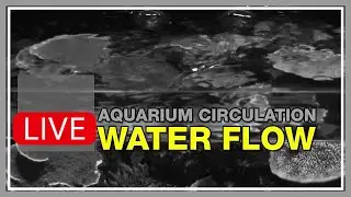 Water Flow Is the Blood of Your Reef Tank. Delivering & Removing Most of What Corals Need to Live.