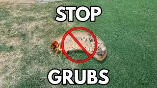 EASIEST Grub Prevention & Treatment!