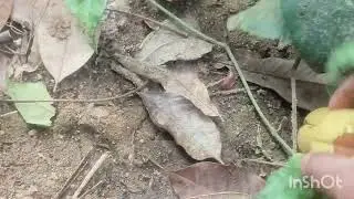 ചെറിയ ഒരു ജാതിക്ക വിളവെടുപ്പ്....