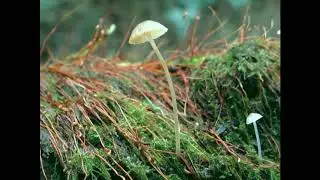 Hemimycena gracilis